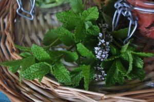 erbe aromatiche, menta e timo in fiore