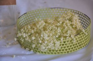 Fiori di sambuco in vassoio vintage verde acqua