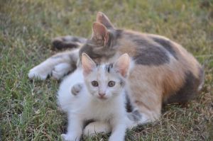 Cannella (la piccolina) e mamma Nina