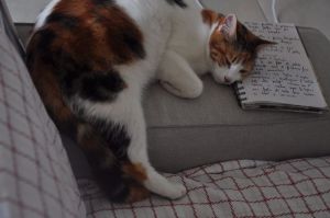 Violetta, che dorme sulle mie ricette