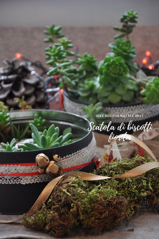 Scatola di biscotti con piante grasse