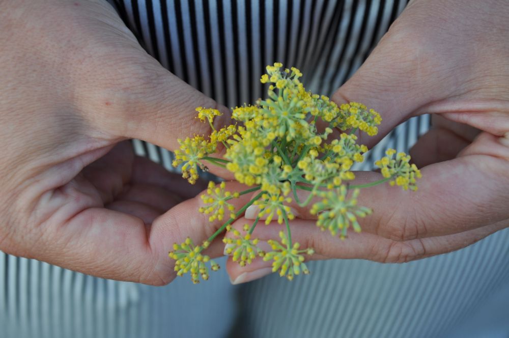 Fiori finocchietto selvatico