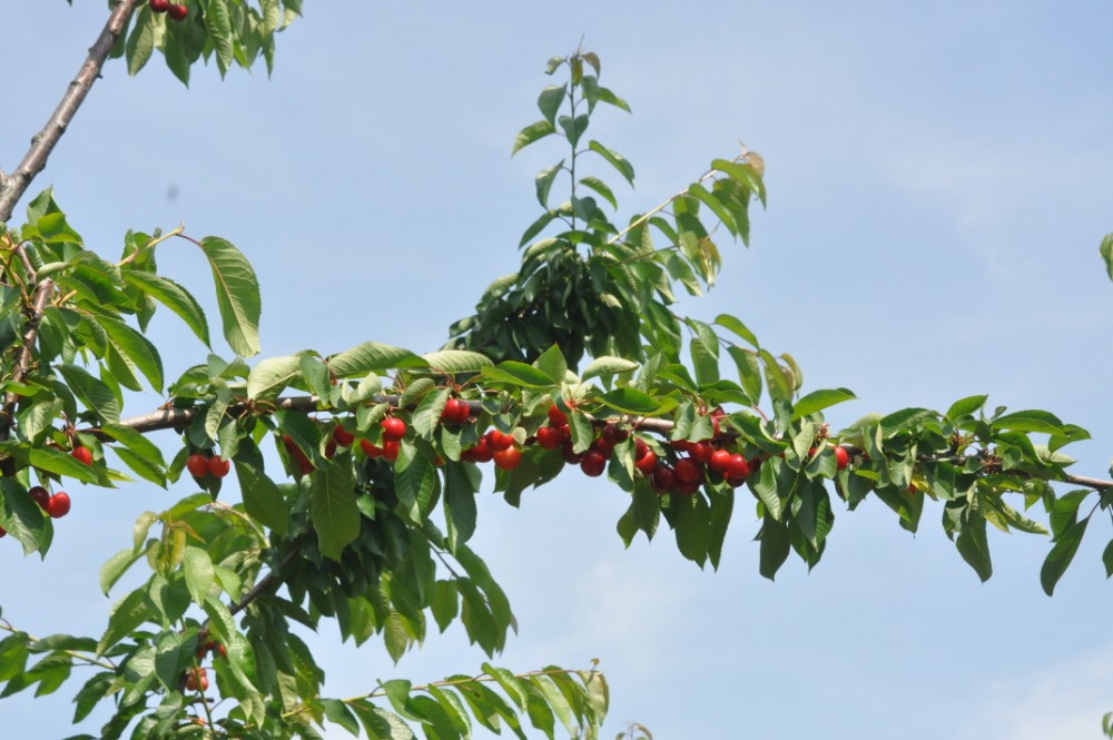 Autoraccolta ciliegie